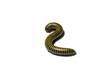 Load image into Gallery viewer, Bumblebee Millipede