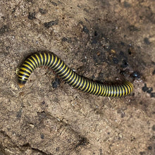 Load image into Gallery viewer, Bumblebee Millipede