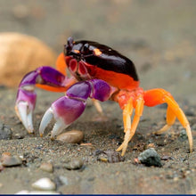 Load image into Gallery viewer, Halloween Moon Crab