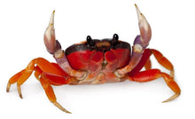Load image into Gallery viewer, Halloween Moon Crab