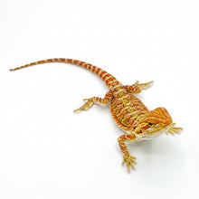 Load image into Gallery viewer, Fancy Bearded Dragon – CB Hatchling
