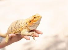 Load image into Gallery viewer, Fancy Bearded Dragon – CB Hatchling