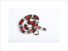 Load image into Gallery viewer, Pueblan Milksnake