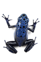 Load image into Gallery viewer, Blue Azureus Dart Frog