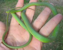Load image into Gallery viewer, Rough Green Snakes
