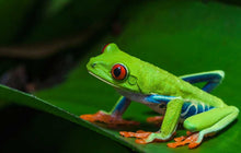 Load image into Gallery viewer, Red Eyed Tree Frog