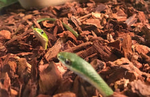 Load image into Gallery viewer, Rough Green Snakes