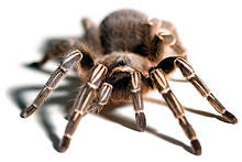 Load image into Gallery viewer, Stripe Knee Tarantula