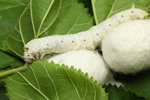 Load image into Gallery viewer, Silkworms