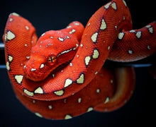 Load image into Gallery viewer, Red Biak Green Tree Python