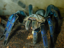 Load image into Gallery viewer, Cobalt Blue Tarantula