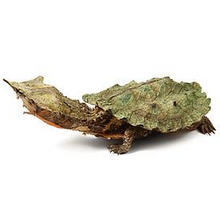 Load image into Gallery viewer, Mata Mata Turtle