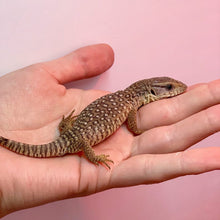 Load image into Gallery viewer, Savannah Monitor