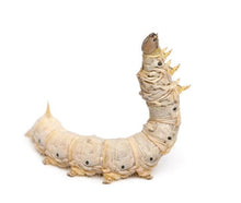 Load image into Gallery viewer, Silkworms
