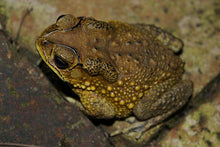 Load image into Gallery viewer, Asian Spiny Toad