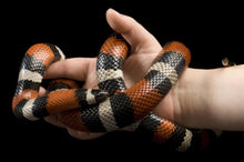 Load image into Gallery viewer, Pueblan Milksnake