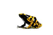 Load image into Gallery viewer, Bumblebee Dart Frog