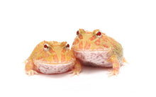 Load image into Gallery viewer, Albino Pacman Frog