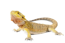 Load image into Gallery viewer, Fancy Bearded Dragon – CB Hatchling