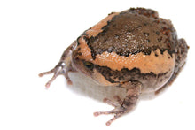 Load image into Gallery viewer, Banded Bullfrog