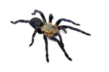 Load image into Gallery viewer, Cobalt Blue Tarantula