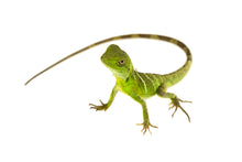 Load image into Gallery viewer, Chinese Water Dragon
