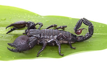 Load image into Gallery viewer, Emperor Scorpion