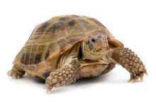 Load image into Gallery viewer, Russian Tortoise