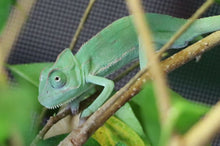 Load image into Gallery viewer, Veiled Chameleon