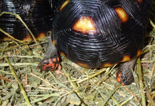 Load image into Gallery viewer, Red Foot Tortoise