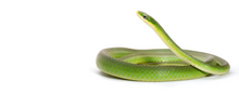 Load image into Gallery viewer, Great Beginner Snake