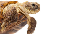 Load image into Gallery viewer, Russian Tortoise