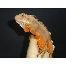 Load image into Gallery viewer, Red Iguana
