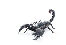 Load image into Gallery viewer, Emperor Scorpion