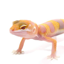 Load image into Gallery viewer, Albino Leopard Gecko