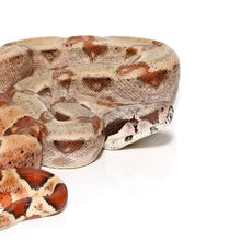 Load image into Gallery viewer, Hypo Colombian Boa