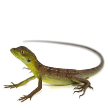 Load image into Gallery viewer, Green Basilisk