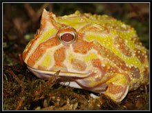 Load image into Gallery viewer, Albino Pacman Frog