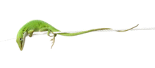 Load image into Gallery viewer, Green Anole