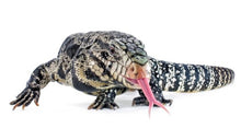 Load image into Gallery viewer, Argentine Black &amp; White Tegu