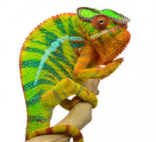 Load image into Gallery viewer, Ambilobe Panther Chameleon