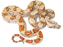 Load image into Gallery viewer, Hypo Colombian Boa
