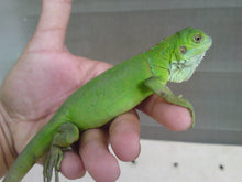 Load image into Gallery viewer, Green Iguana (Babies)