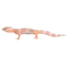 Load image into Gallery viewer, Albino Leopard Gecko