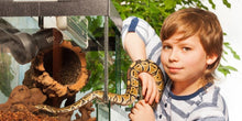Load image into Gallery viewer, Ball Python