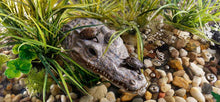 Load image into Gallery viewer, Exo Terra Turtle Island Croc