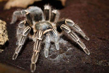 Load image into Gallery viewer, Stripe Knee Tarantula
