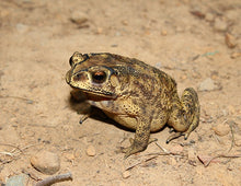 Load image into Gallery viewer, Asian Spiny Toad