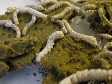 Load image into Gallery viewer, Silkworm Chow