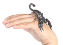Load image into Gallery viewer, Emperor Scorpion